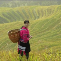 Longji Rice Terraces, Guilin Tours