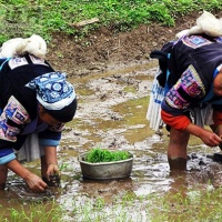 Longji Rice Terraces, Guilin Tours