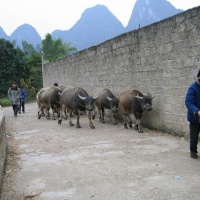 Trekking in Yangshuo, Guilin Tours