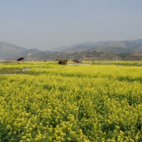 Chejiang Dong Villages, Guizhou Tours