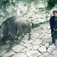 Zhenshan Ethnic Village, Guizhou Tours