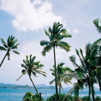 Dongjiao Coconut Forest