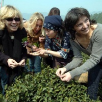 Hangzhou Longjing Tea Plantation, Hangzhou Tours