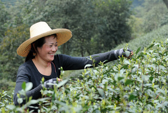 Hangzhou Longjing Tea Plantation, Hangzhou Travel Photos