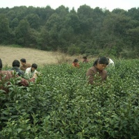 Hangzhou Longjing Tea Plantation, Hangzhou Tours