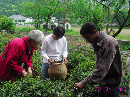 Meijiawu Tea Village, Hangzhou Travel Photos