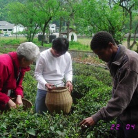 Meijiawu Tea Village, Hangzhou Tours