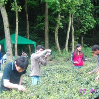 Meijiawu Tea Village, Hangzhou Tours