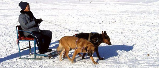 Harbin Winter