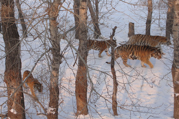 Siberian Tiger Park,China Tigers