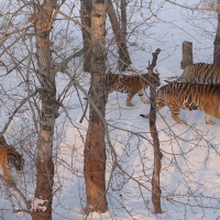 Siberian Tiger Park,China Tigers