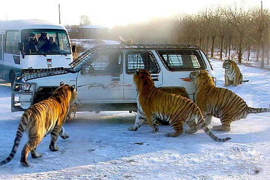 Siberian Tiger Park, Harbin Travel Photos