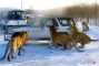 Siberian Tiger Park,Harbin Winter Travel