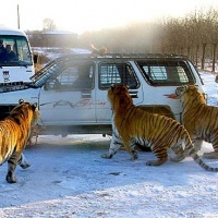 Siberian Tiger Park,Harbin Winter Travel