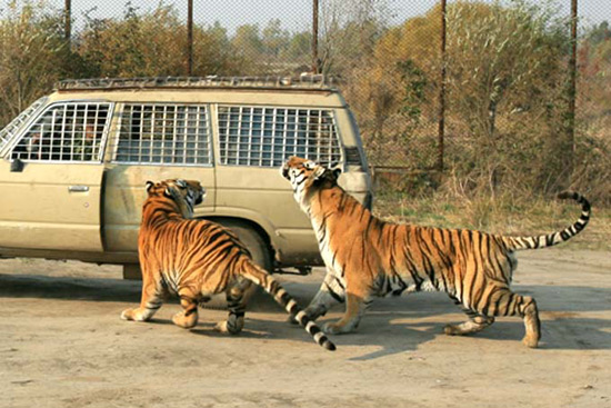 Siberian Tiger Park, Harbin Travel Photos