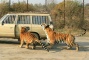 Siberian Tiger Park,Harbin Heilongjiang Photos