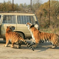 Siberian Tiger Park, Harbin Winter Tours