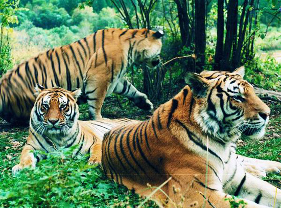 Siberian Tiger Park,Travel in Harbin