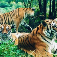 Siberian Tiger Park, Harbin Winter Tours