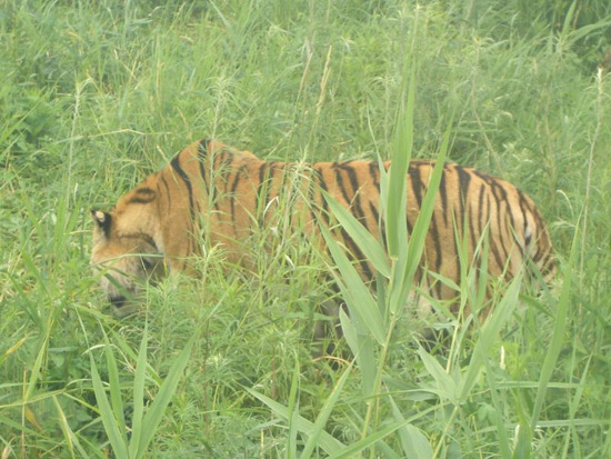 Siberian Tiger Park, Harbin Tour Photos