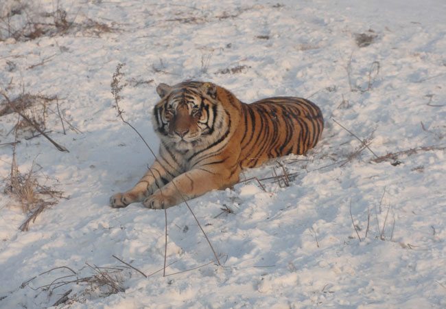 Siberian Tiger Park,Harbin Zoos