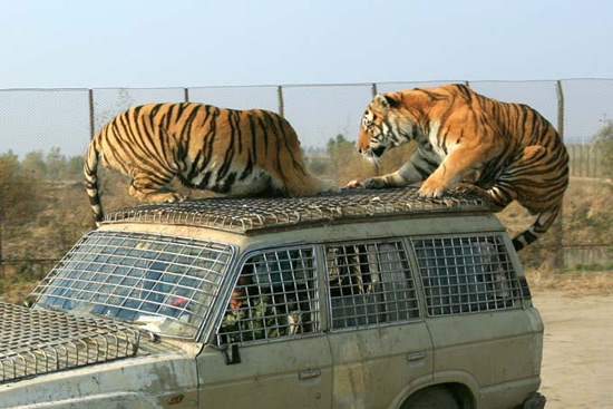 Siberian Tiger Park, Harbin Travel Photos