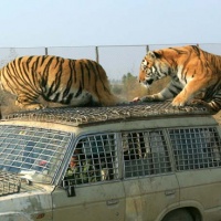 Siberian Tiger Park, Harbin Winter Tours