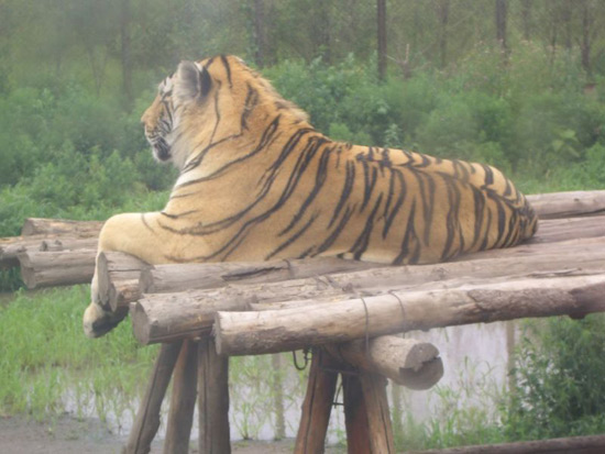 Siberian Tiger Park, Harbin Travel Photos