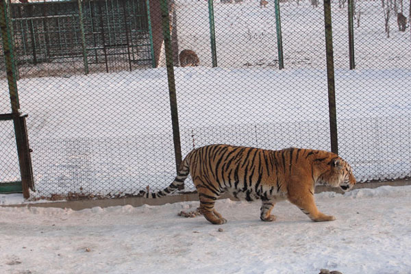 Harbin Siberian Tiger Park,Harbin Attractions