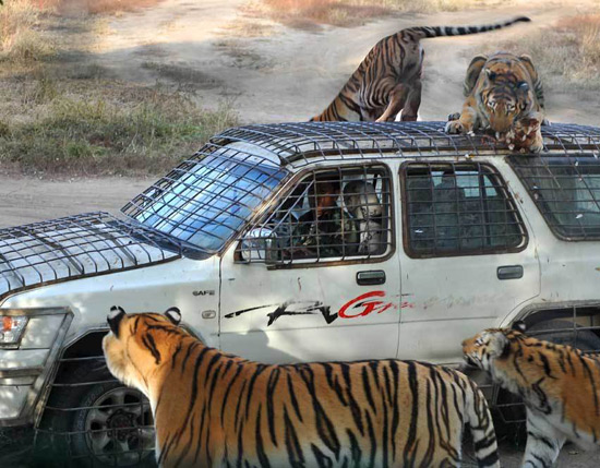 Siberian Tiger Park,Harbin Attractions