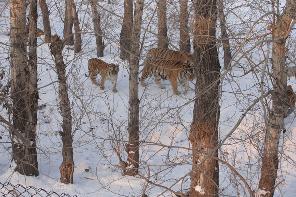 Siberian Tiger Park,Harbin Holiday