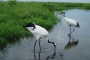 Zhalong Nature Reserve