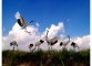 Zhalong Nature Reserve