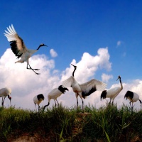 Zhalong Nature Reserve