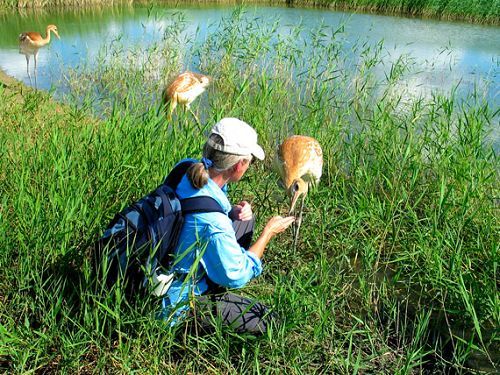 Zhalong Nature Reserve