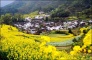 Huangshan Rape Flower Photography Tour