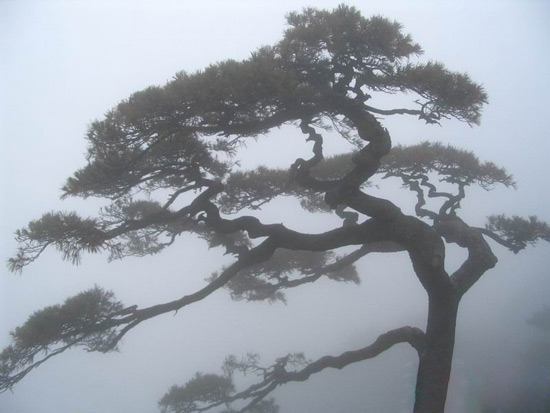 Huangshan Natural Wonders