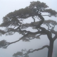 Huangshan Natural Wonders