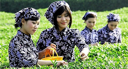 China Tea Culture Tour 