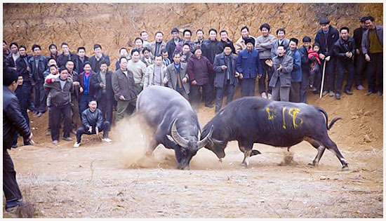 Watch water buffalo fighting contest.