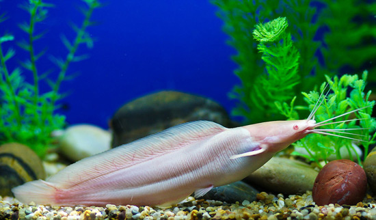 Shanghai Ocean Aquarium