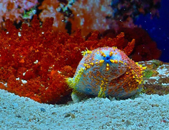 Shanghai Ocean Aquarium