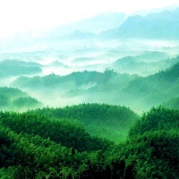 Bamboo Sea, Sichuan Tours