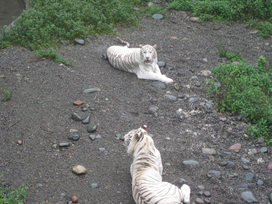 Bifengxia Panda Reserve