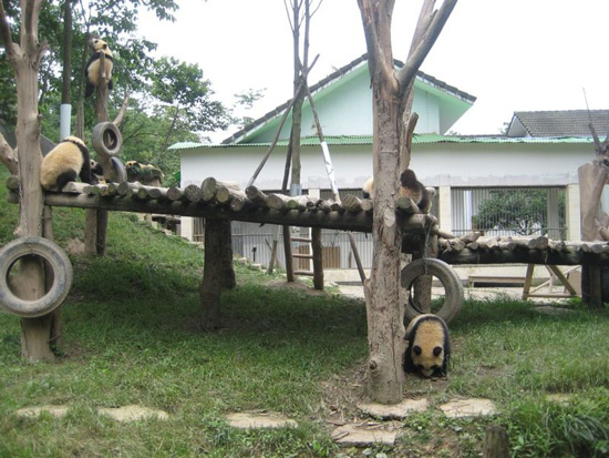 Bifengxia Pandas