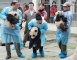 China panda