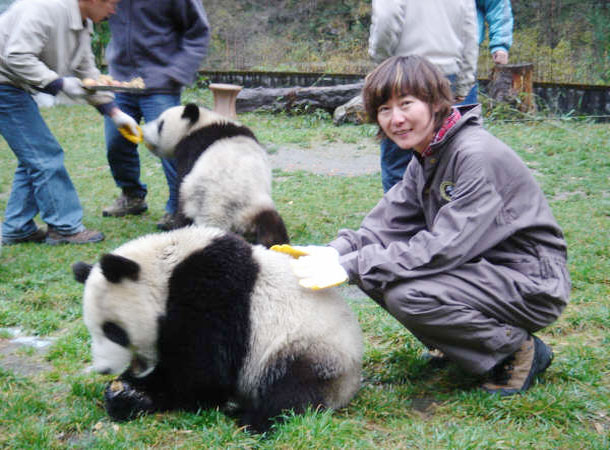 chengdu panda