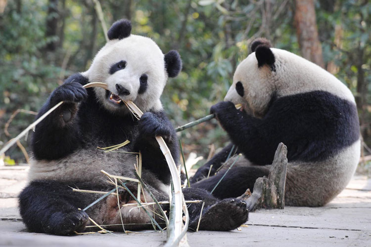 male panda