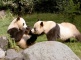 Chengdu Giant Panda Base