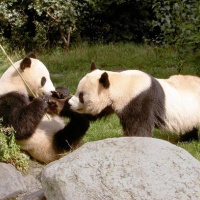 Chengdu Giant Panda Base, Sichuan Tours